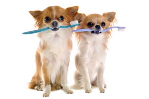 chihuahuas et brosse à dents
