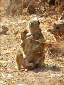 baviaan-in-zijn-rehabilitatie-proces