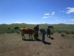 behandeling-van-koe-laten-zien-aan-herders-in-mongolie